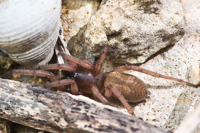 Haplodrassus sp.